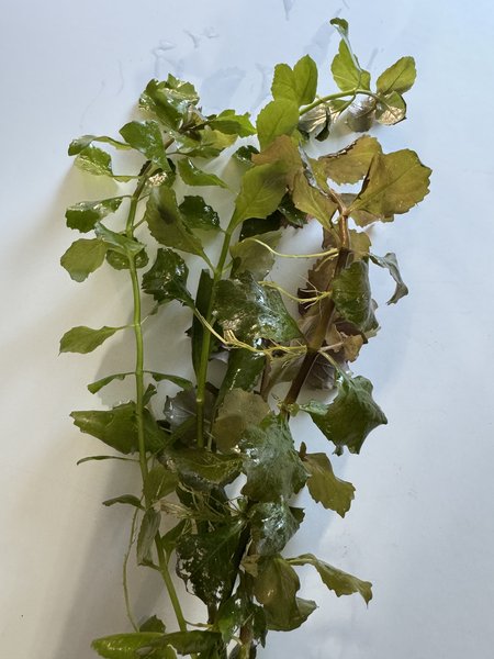 Hygrophila triflora