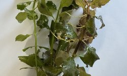 Hygrophila triflora