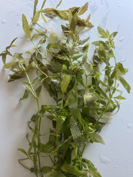 Hygrophila polysperma