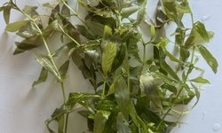 Hygrophila polysperma