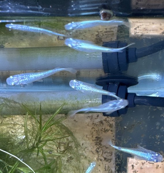 Rice Fish