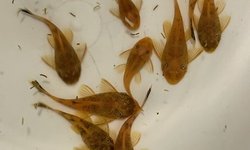 Super Red/ Calico Pleco