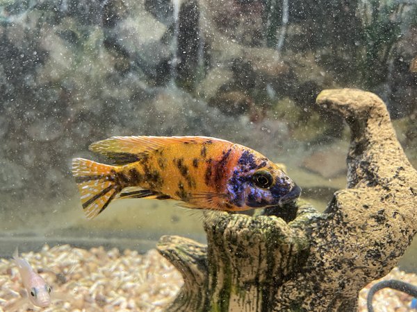 Ob Peacock Cichlid
