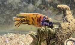Ob Peacock Cichlid
