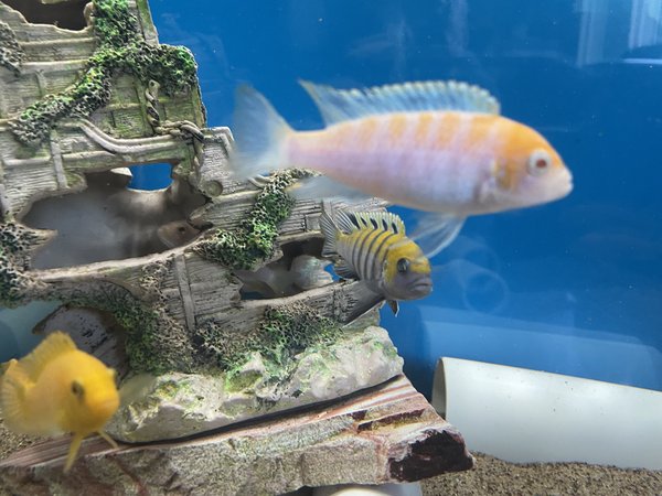 Albino Cobue (trio)