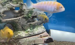 Albino Cobue (trio)
