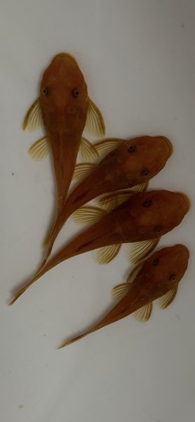 Super red plecos
