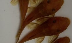 Super red plecos