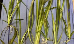 Jungle Val