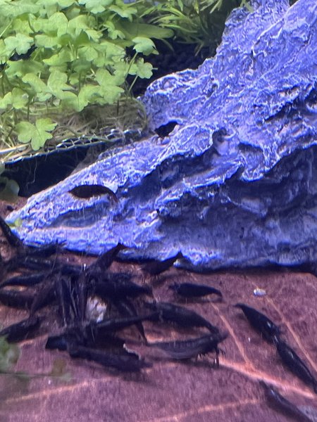 Neocaridina Chocolate Black Shrimps (8)