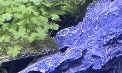 Neocaridina Chocolate Black Shrimps (8)
