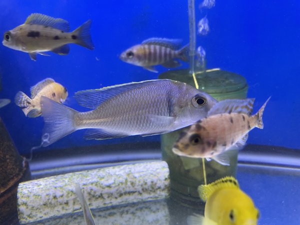 Placidochromis deep water hap