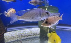 Placidochromis deep water hap