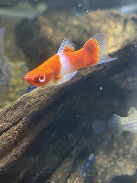 Nice red-white-red pattern (aka Kohaku Koi swordtails)