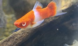 Trio Santa Claus (Kohaku Koi) swordtails