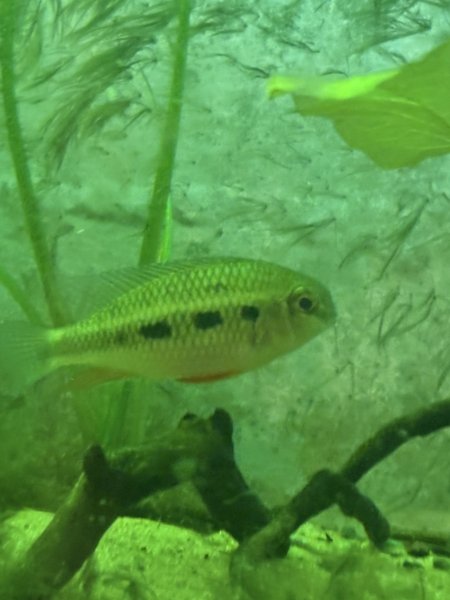 Giant checkerboard cichlid (group)