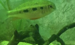 Giant checkerboard cichlid (group)