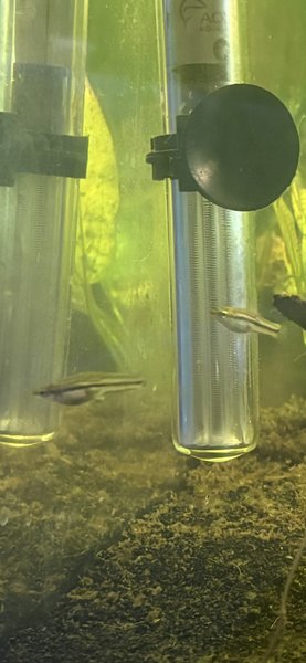 Pygmy swordtails colony (group)