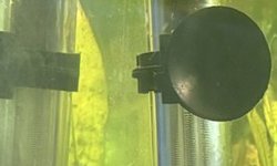 Pygmy swordtails colony (group)