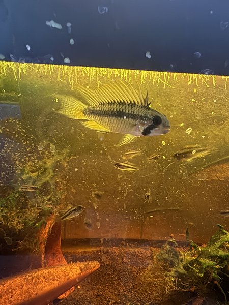 apistogramma bitaeniata (group)