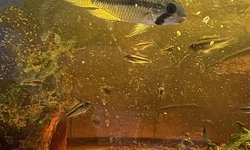 apistogramma bitaeniata (group)