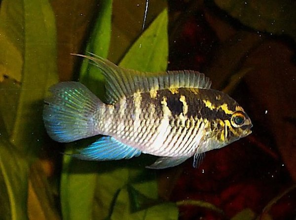 laetacara flavilabris