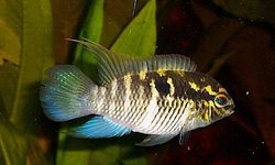 laetacara flavilabris