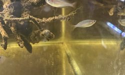 praecox rainbow X2