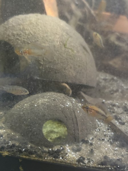 apistogramma macmasteri (red neck) group