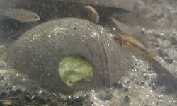 apistogramma macmasteri (red neck) group