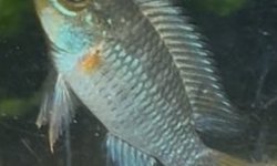 Apistogramma (unknown regani species) x5