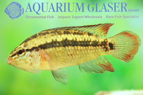 apistogramma kullanderi X2