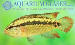 apistogramma kullanderi X2