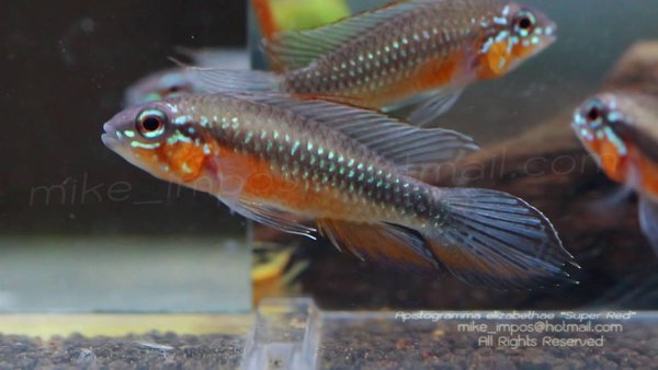 apistogramma elizabethae red belly Group