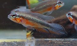 apistogramma elizabethae red belly Group