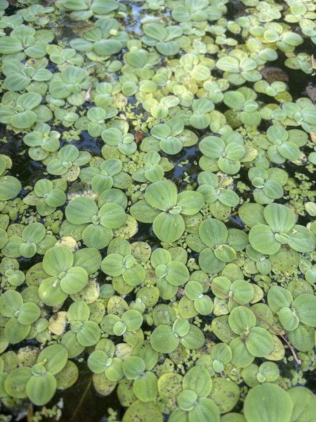 Water lettuce
