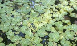 Water lettuce