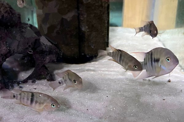 4 of these fish