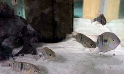Amatitlania sajica (4) young fish