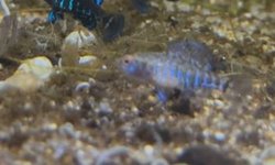Elassoma gilberti
