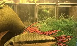 Triple Red Apisto