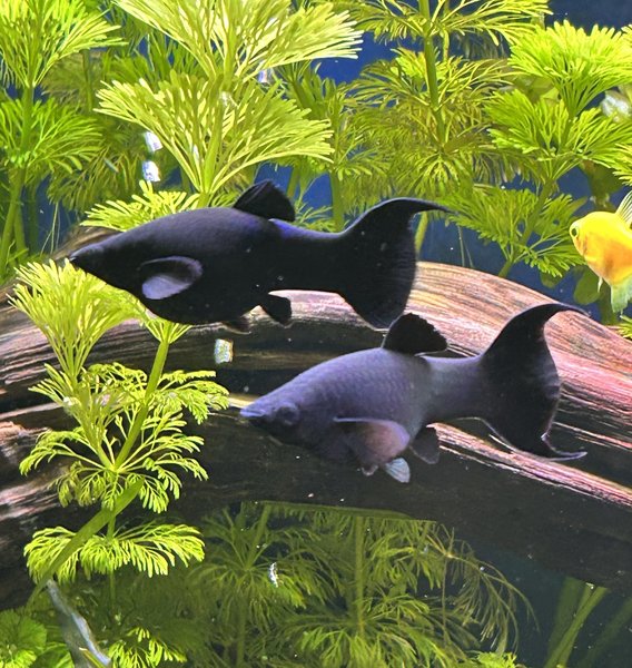 Black Lyretail Molly (11)
