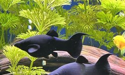 Black Lyretail Molly (11)