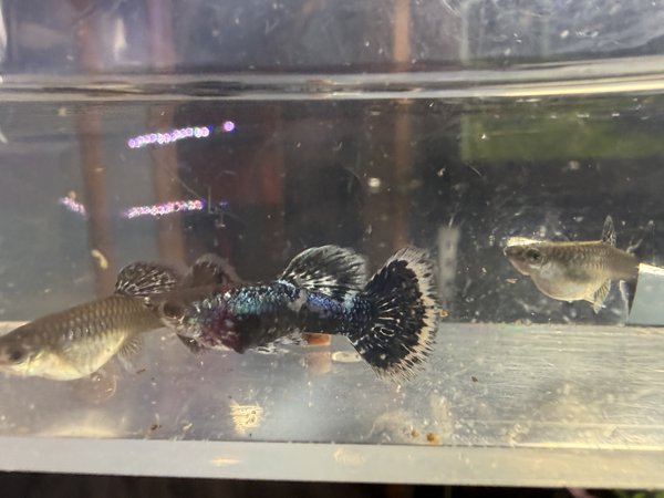 Adult Male