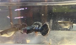 Green Dragon Guppy Trio