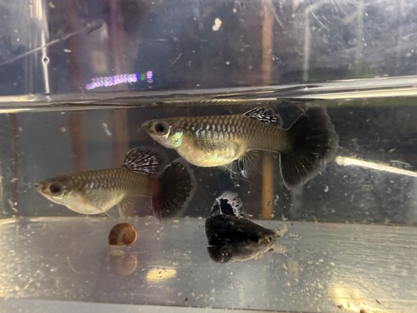 Green Dragon Guppy Trio