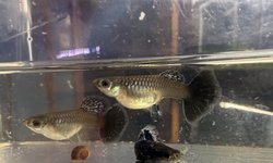 Photo 2 of Green Dragon Guppy Trio
