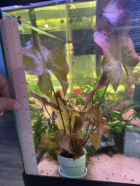 Potted - Red Tiger Lotus