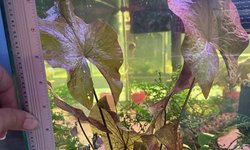 Potted - Red Tiger Lotus