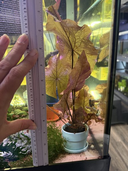 Potted - Red Tiger Lotus